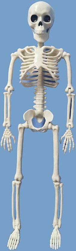 WiseGoods Luxe Model Skelet - Educatief Speelgoed - Halloween Decoratie -  Carnaval -... | bol.com
