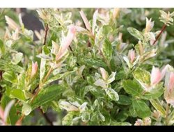 1 x Salix integra 'Hakuro Nishiki' - Japanse Sierwilg, Japanse Bonte Wilg, Japanse Treurwilg 40- 50 cm in pot