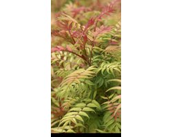 Sorbaria sorbifolia 'Sem'® - Lijsterbes Spirea 30- 40 cm in pot