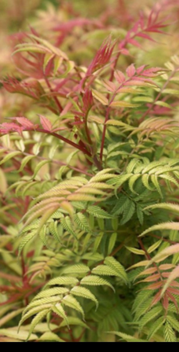 Sorbaria sorbifolia 'Sem'® - Lijsterbes Spirea 30- 40 cm in pot