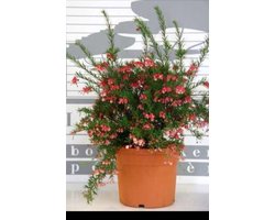 1 x Grevillea juniperina - Grevillea C2 cm in pot