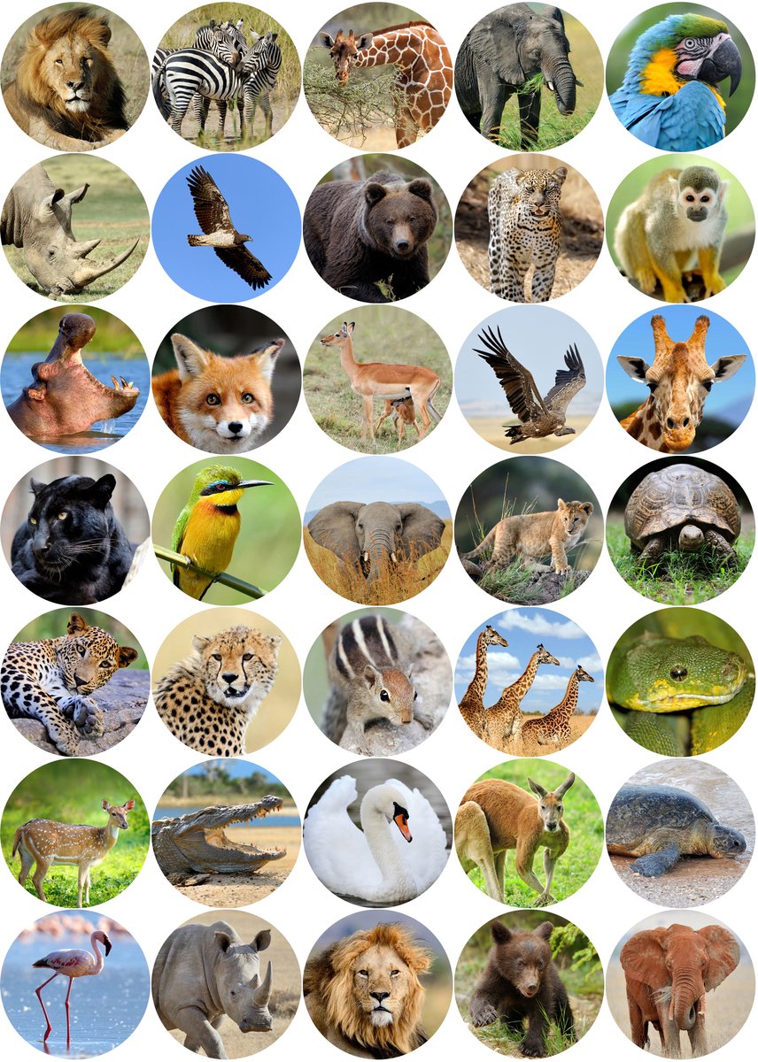 Safari Stickers - 2 Stickervellen - Beloningsstickers Kinderen - Wilde Dieren Stickers — afbeelding 2