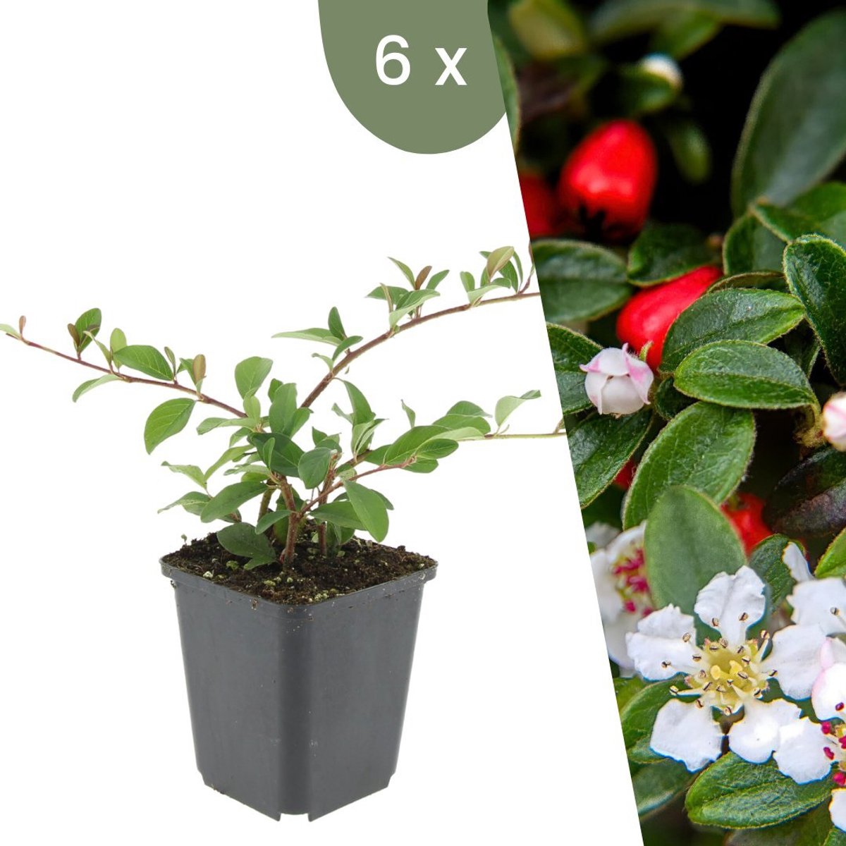 Plants by Frank | 6 Dwergmispel Planten | Cotoneaster dammeri 'Major'| Winterharde bodembedekker planten | tuinplanten | Winterharde vaste planten meerjarig | Winterharde tuinplanten