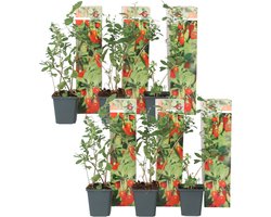 Plant in a Box - Lycium Barbarum - Set van 6 - Boksdoorn - Goji bes - Pot 9cm - Hoogte 25-40cm