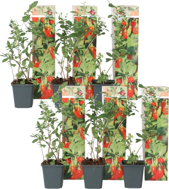 Plant in a Box - Lycium barbarum - Goji bes - Set van 6