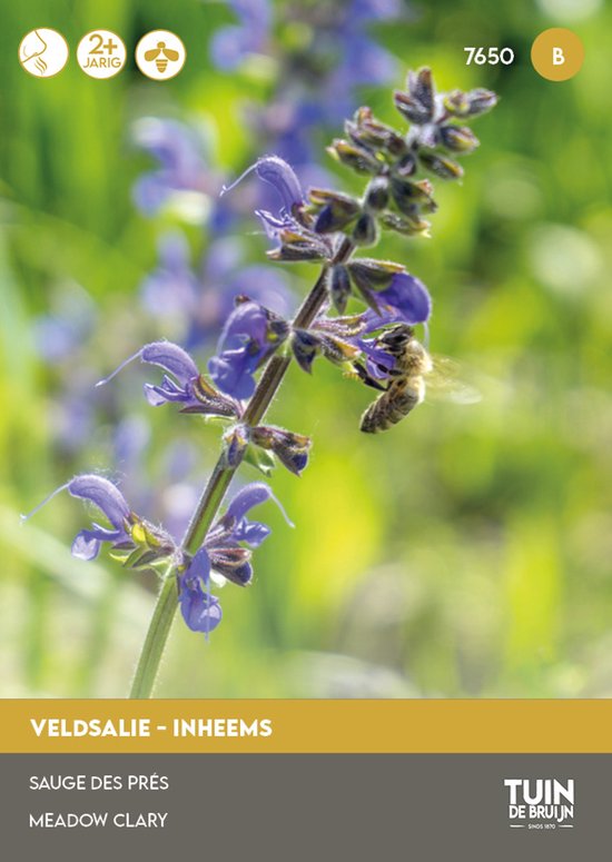 Tuin de Bruijn® zaden Veldsalie - Salvia pratensis - Inheems