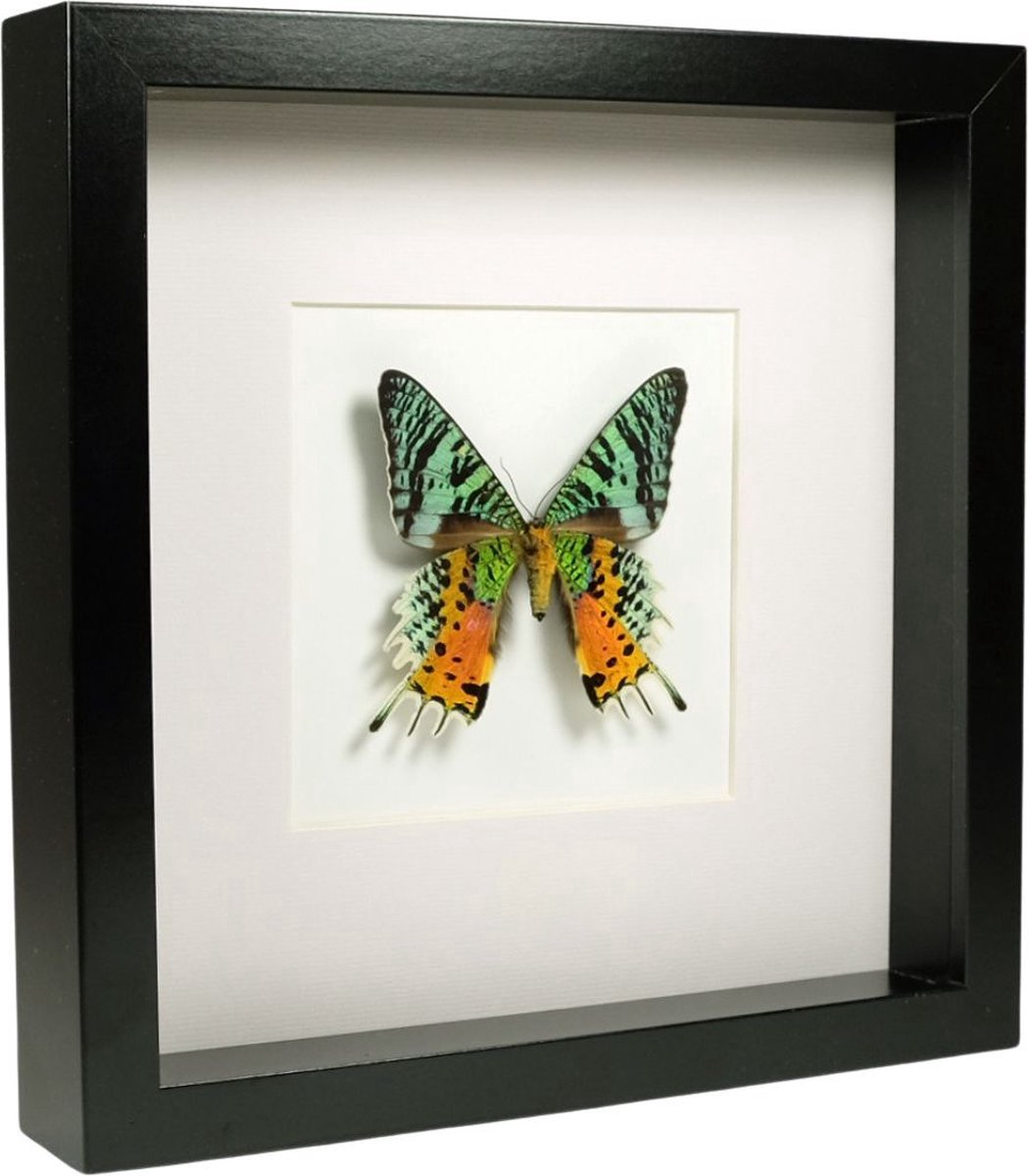 Opgezette vlinder Urania ripheus in zwart houten kader 25x25 cm De Museumwinkel.com