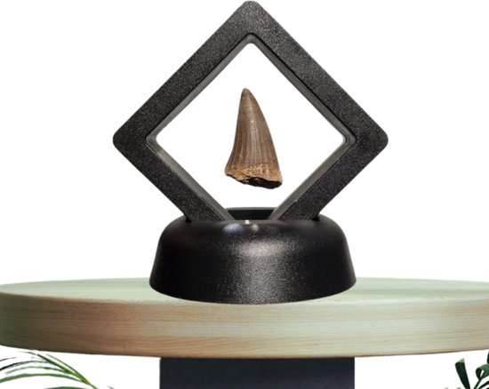 GreatGift® - Véritable dent de Dinosaurus en présentoir - Mosasaurus - Cadeau spécial - Dinosaurus - Dino