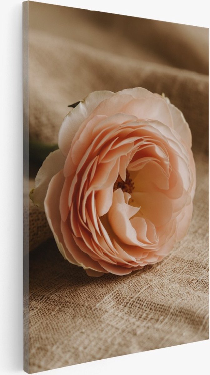 Saammp Canvas Schilderij - Roze Roos op deken - Natuur - Bloemen - 30x45 - Foto op canvas - Wanddecoratie - Muurdecoratie Woonkamer - Kantoor Decoratie Multicolor