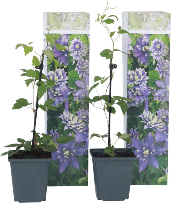 Clematis Taiga - Pianta Rampicante Con Fiori Viola - Foto 10