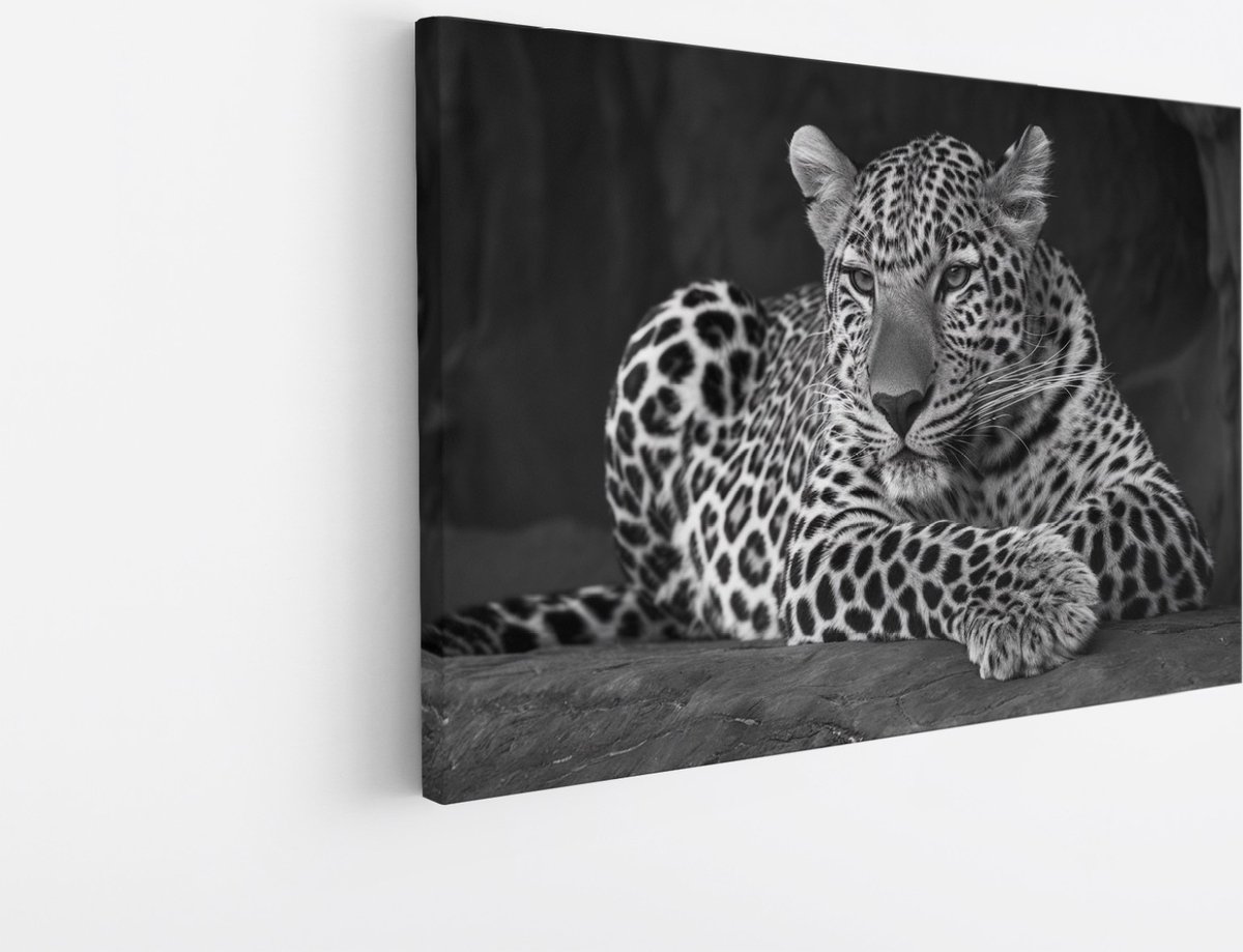 Saammp Canvas Schilderij - Luipaard op steen - Natuur - Dieren - 120x80 - Foto op canvas - Wanddecoratie - Muurdecoratie Woonkamer - Slaapkamer decoratie - Canvas Print Multicolor