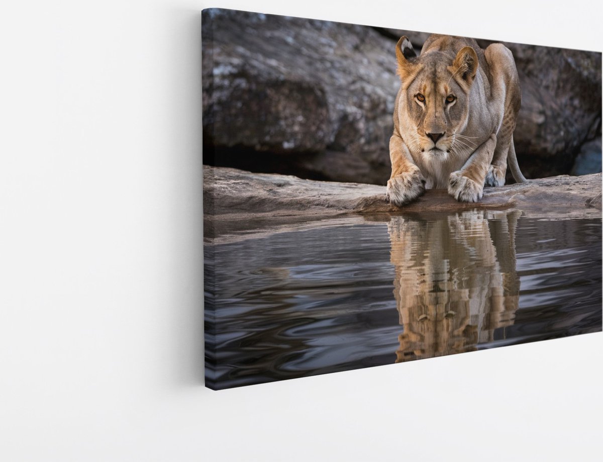Saammp Canvas Schilderij - Drinkende Leeuw - Natuur - Dieren - 100x75 - Foto op canvas - Wanddecoratie - Muurdecoratie Woonkamer - Slaapkamer decoratie - Canvas Print Multicolor