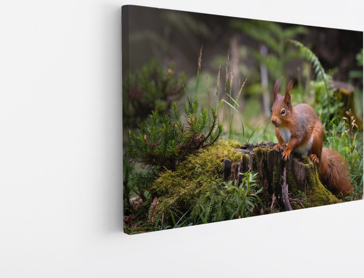 Saammp Canvas Schilderij - Eekhoorn in het bos - Landschap - Bloemen - Natuur - 90x60 - Foto op canvas - Wanddecoratie - Muurdecoratie Woonkamer - Slaapkamer decoratie - Canvas Print Multicolor