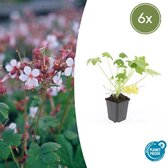 Isotoma Fluviatilis 'Alba' - Lot De 20 Plantes, 10-25 Cm, Pot 9 Cm - Couvre-sol à Fleurs Blanches - 5