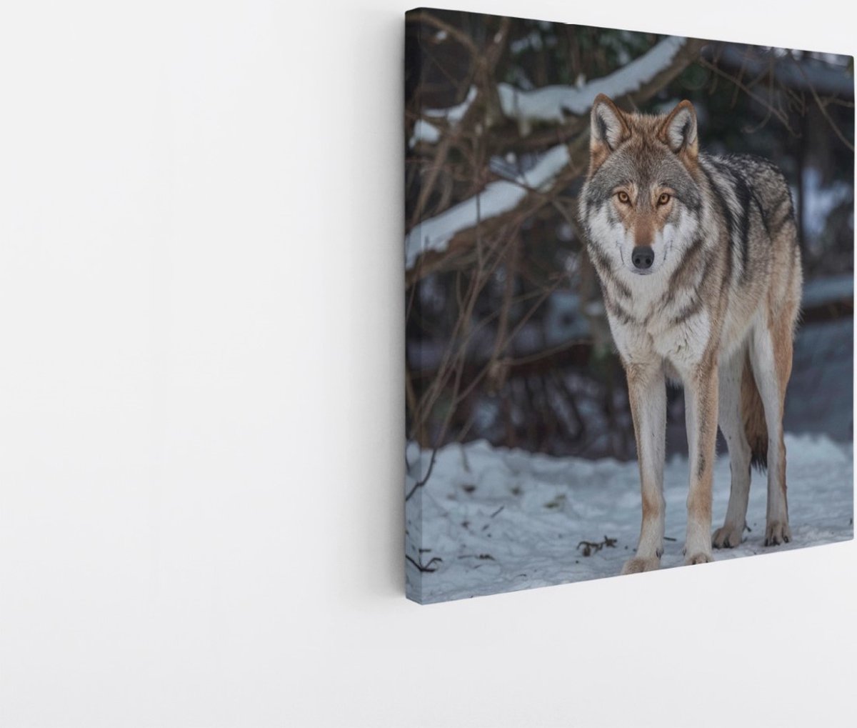Saammp Canvas Schilderij - Wolf in de sneeuw - Winter - Dieren - Natuur - 100x100 - Foto op canvas - Wanddecoratie - muurdecoratie Woonkamer - Slaapkamer decoratie - Canvas Print Multicolor