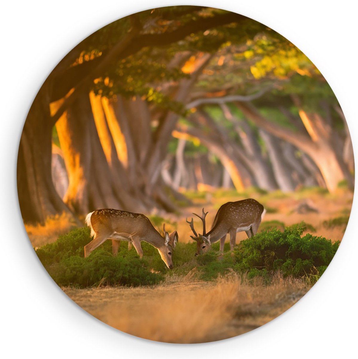 Saammp Forex Muurcirkel - 2 jonge herten in zonsopgang - Natuur - Dieren - Ø 70 - Wandcirkel - Wanddecoratie Cirkel - Muurdecoratie Woonkamer - Slaapkamer decoratie - Rond Schilderij