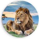 Saammp Muurcirkel Hout - Leeuw in de serangeti - Dieren - Natuur - Ø 50 - Wandcirkel - Wanddecoratie Cirkel - Muurdecoratie Woonkamer - Slaapkamer decoratie - Rond Schilderij
