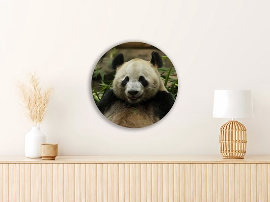 Saammp Forex Muurcirkel - Panda tussen het gras - Natuur - Dieren - Ø 90 - Wandcirkel - Wanddecoratie Cirkel - Muurdecoratie Woonkamer - Slaapkamer decoratie - Rond Schilderij