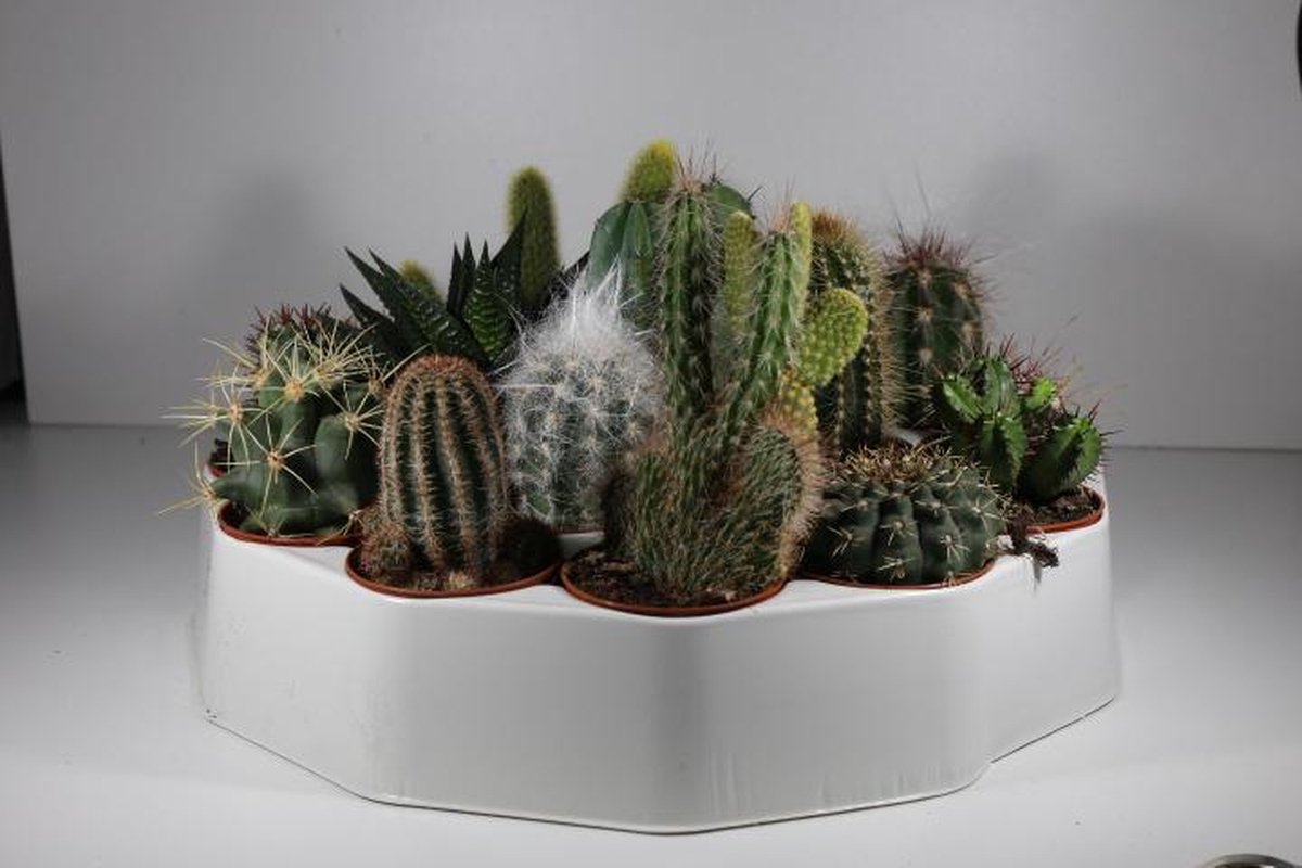 Succulux Cactussenmix – Set van 10 – Potmaat 5,5 cm