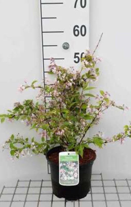 2 x Deutzia purpurascens 'Kalmiiflora' - Fleur de mariée 40-60 cm en pot