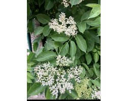 1 x Sambucus nigra - Gewone Vlier, Europese Vlier, Zwarte Vlier 50- 60 cm in pot