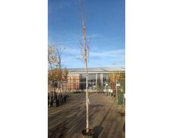 Betula utilis 'Doorenbos' - Zilverberk, Witte Berk, Jacquemontiberk, Himalaya Berk 12/14 cm stamomtrek - Hoogstam in pot