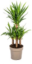 Yucca Elephantipes Ø30cm - 100cm - Plante d'intérieur haute et facile - Vert - Lys palmier
