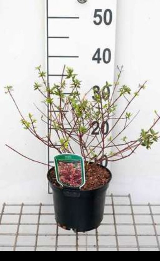 2 x Abelia à queue. ' Sunshine Daydream'® - Abelia 25- 30 cm en pot