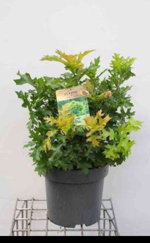 2 X Quercus Palustris Green Dwarf Moeraseik 50 60 Cm In Pot Bol 2-x-quercus-palustris-green-dwarf-moeraseik-50-60-cm-in-pot-bol
