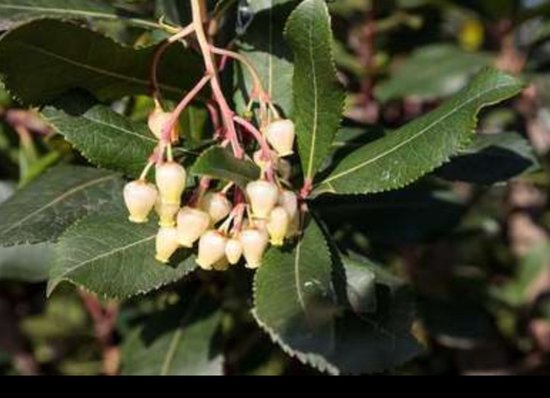 Arbutus unedo - Arbousier 60-80 cm en pot