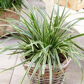 Japanse Zegge (Carex Morrowii) - Siergras Zegge Ice Dance - Vaste planten - Groenblijvend - Bodembedekkers - Voorjaarsbollen - Grassen/kruiden