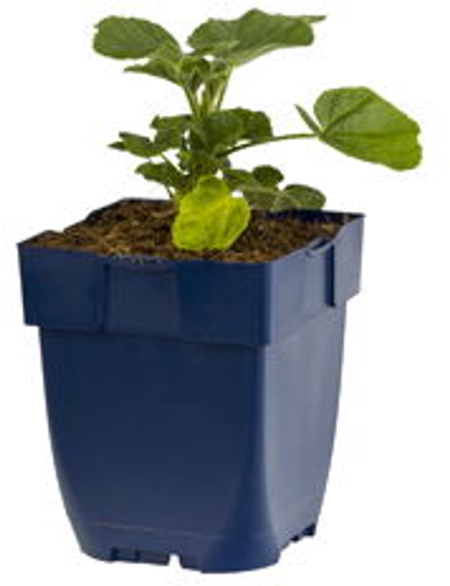 Griffioen - Lavatera 'Baby Barnsley'
