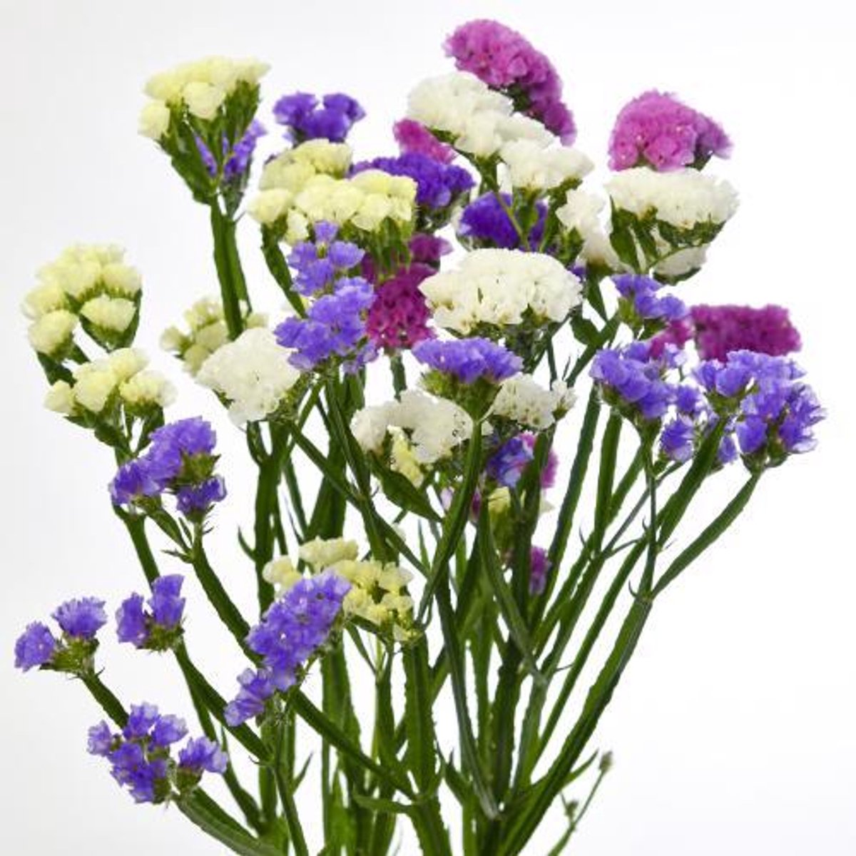 25x Lim.mix/pak 5 kleuren 80cm