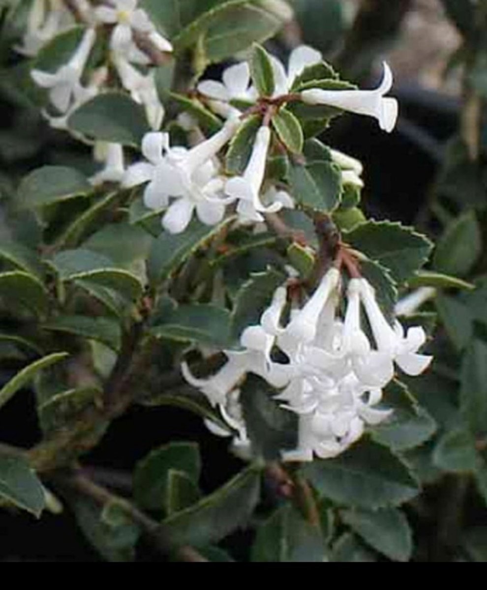 Osmanthus delavayi - Schijnhulst 30- 40 cm in pot