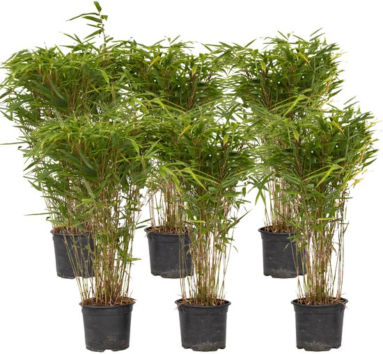 Ensemble de six plants de bambou non traçants en pots noirs, avec un feuillage vert dense.
