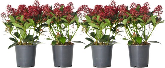 Plante en Boite - Skimmia japonica 'Rubella' - Set de 4 - Pot 15cm - Hauteur 35-45cm