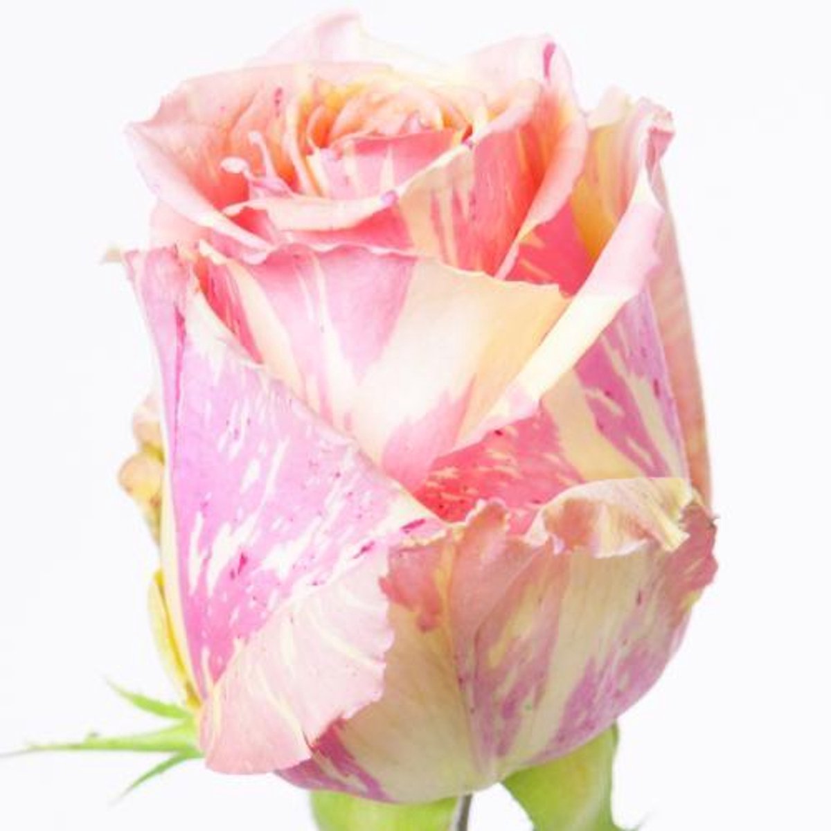 10x Rosa fiesta+ 50cm