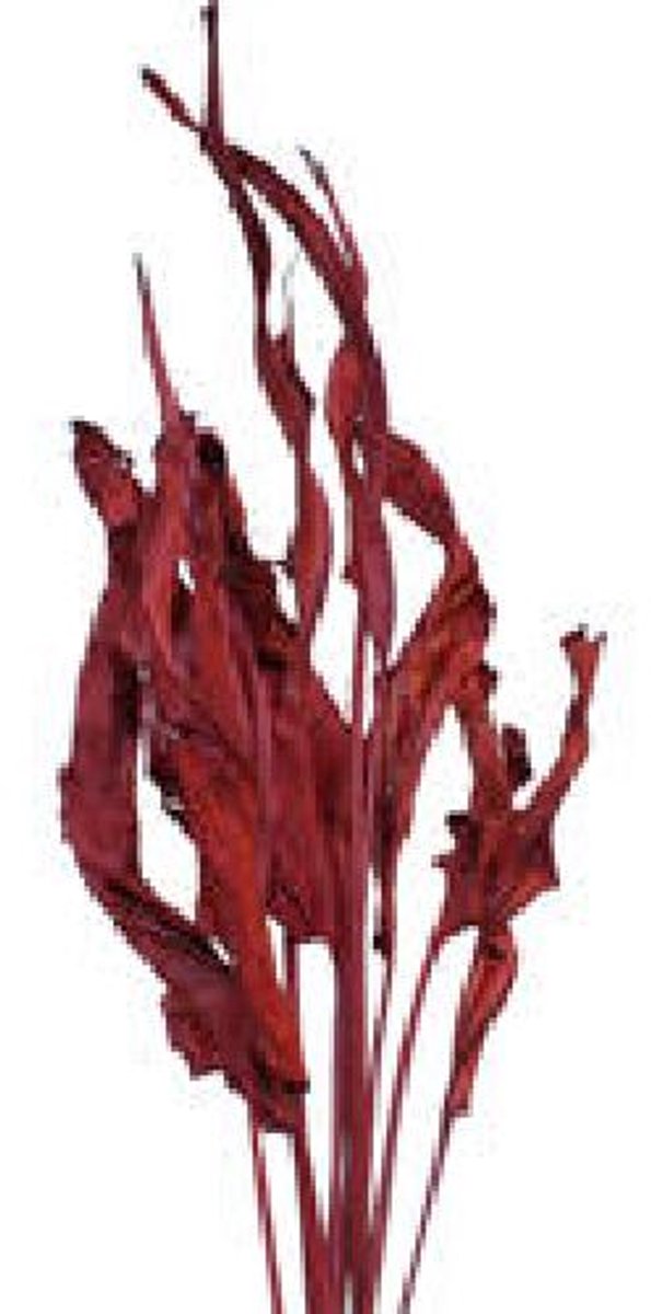 20x Dc strel.blad bordeaux 80cm