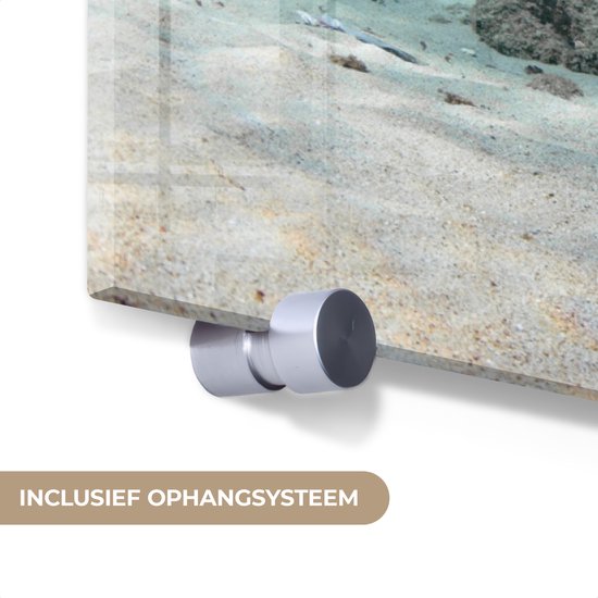 MuchoWow® Glasschilderij 160x120 cm - Schilderij acrylglas - Schildpad - Vis - Zee - Foto op glas - Muurdecoratie woonkamer - Wanddecoratie slaapkamer - Schilderijen