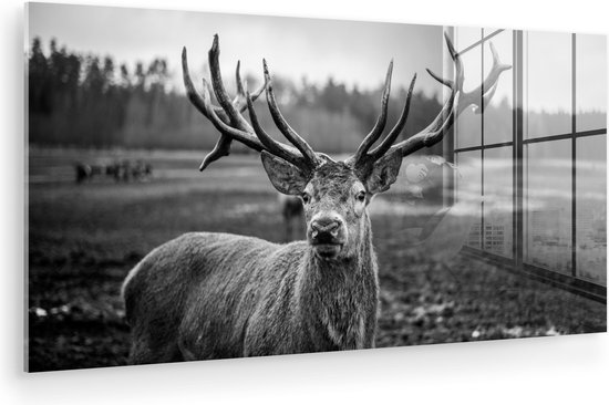 Tableau sur verre - Photo sur verre - Animaux - Cerf - Bois - Forêt - Nature - 120x60 cm - Verre acrylique - Décoration murale verre - Tableau sur verre cerf - Tableau sur verre animaux - Décoration d'intérieur