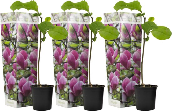Plant In A Box - Magnolia Magnolia X6 - Hoogte 25-40cm