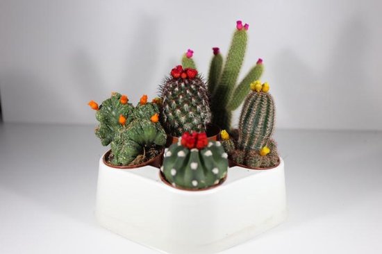 Succulux cactusmix met bloemetjes - P5.5 - 6stuks