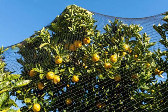Golgner Vogelbeschermingsnet, 7,5 m x 15 m, scheurvast plantennet voor