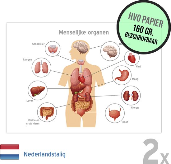 Anatomische kaart/ posters (2x) | De Menselijke organen | 59 x 42 cm | A2 formaat | Nederlandstalig | Anatomie | Lichaam | Biologie | Educatief | Basisschool | Leerstof | Beschrijfbaar | 2 stuks