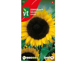 Zonnebloem Giganteus - De Hoge, Indrukwekkende Zonnebloem voor Tuinliefhebbers