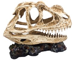 AC T-Rex Dinosaurus Schedel DeLuxe Groot – Meest verkocht – Realistische Aquarium of terrarium decoratie – Hoogwaardig Polyresin Ornament