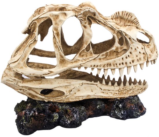 Tyrannosaurus Rex Schedel Fossiel Miniatuur