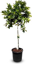 Sunny Tree - Boom - Limoenboom - Citrus Latifolia - Citrusplant - Fruitboom - 160 centimeter - 8 jaar oude boom