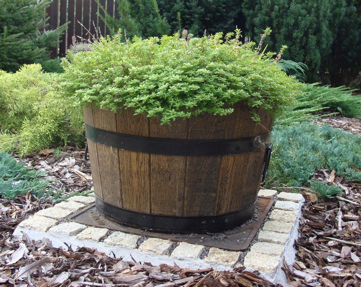 Pijnboom pot 35xH21 k. walnoot