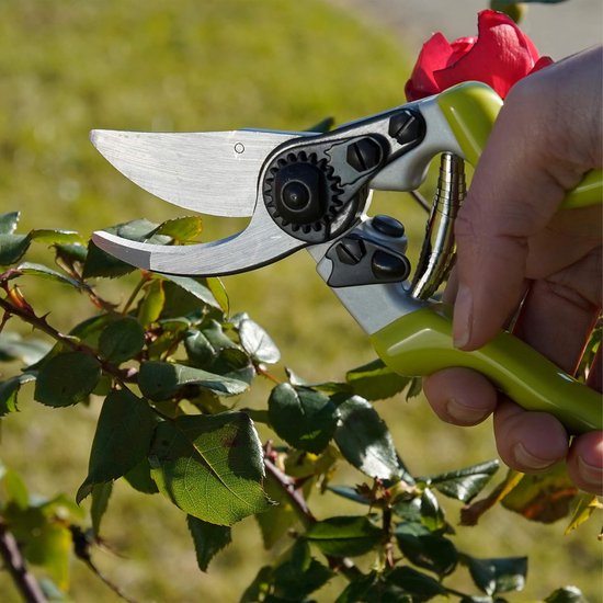 Hand met ring houdt snoeischaar met groene handvatten bij een roze roos.